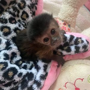 Baby capuchin monkey