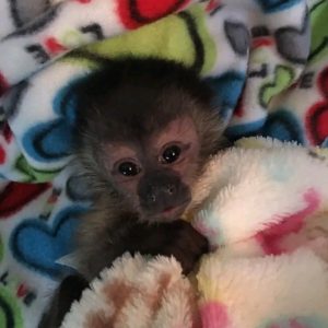 We’ve babies for adoption