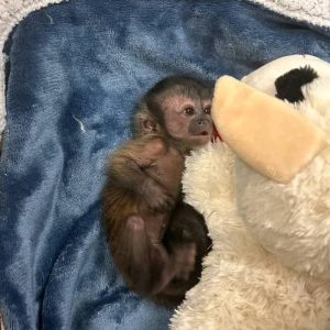 Capuchin baby Sandra