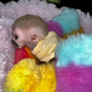 Buy Dora online