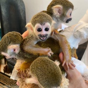 Buy squirrel monkeys online